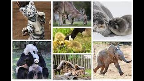 MUST SEE Cute Baby Animals