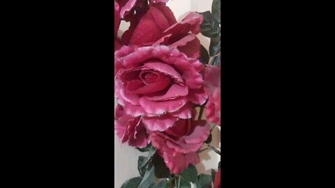 rose flower 🌹