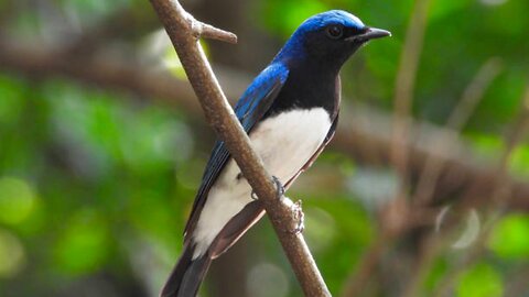 The Singing Blue and White Flycatcher: Nature's Melodic Wonder