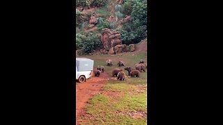 Grizzly Bears Gather For Food