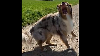 Dog chasing bubbles