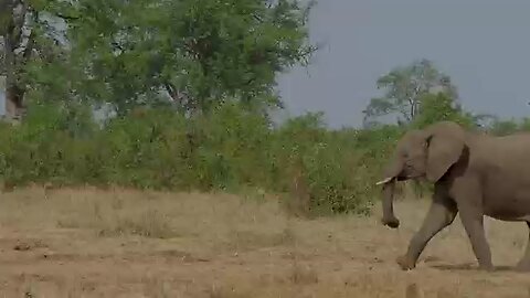 Africa elephant