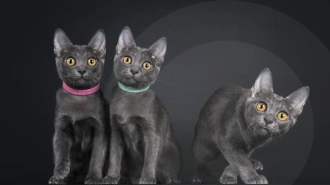 Black cat | funny cat | meow | cute cat | kitten