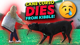 Cane Corso DIES From Kibble!