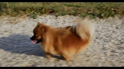 Cream colored deutscher spitz running on summer walk. Running red haired pomeranian spitz at summer