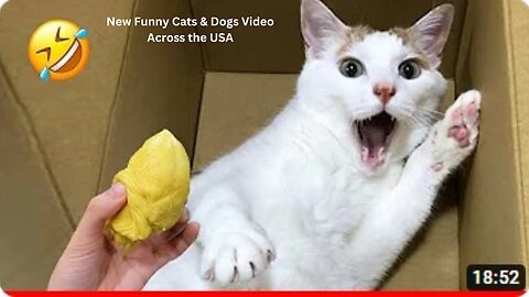 New Funny Dogs And Cats 😅 Funniest Animals Videos 2023🐶😺 #1