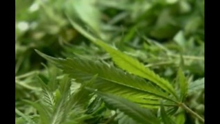 Eastlake gives medical marijuana final green light, now it's up to the state