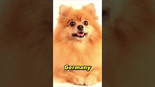 Worlds Smallest Dog Breeds: The Pomeranian