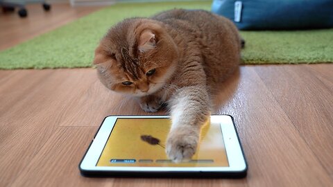 ‎Games for Cats!
