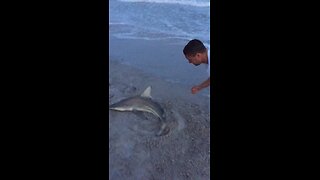 Close call shark encounter