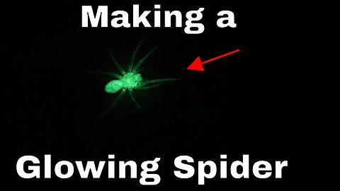 Making the World's First Glow-in-the-Dark Spider-And Then Releasing it in my House!!