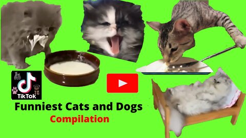 l😹 Funniest Cats and Dogs🔥Try not to laugh