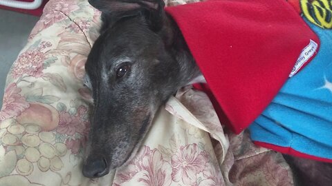Elsa the greyhound staying in my bed. The lucky dog who survived 1080 poisoning.