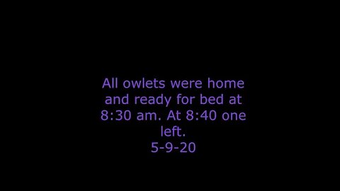 All owlets were home and ready for bed at 8:30 am. At 8:40 Dee left. 5-9-20