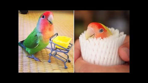 Funny Parrots Parrot Talking Videos Compilation P1 Super Dogs