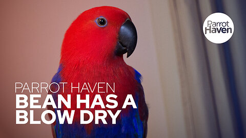 Parrot Enjoys a Blow Dry