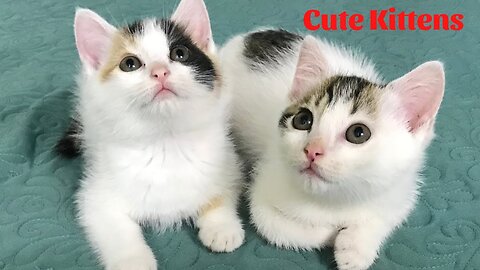 Cute Kittens - Funny and Cute Cat Videos Compilation