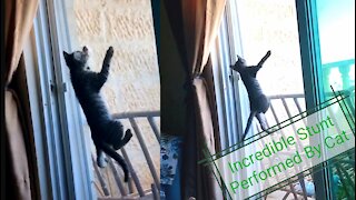 Fearless Cat Performing Incredible Stunt While Walking Over the Glass Door