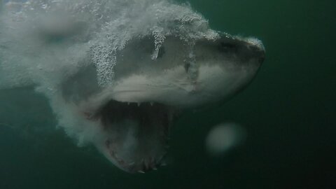 Swims Head First into 18-20 Ft Great White Shark Mouth - David Miles