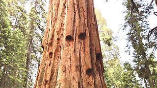 Just HOW Big is a Giant Sequoia Tree?? Redwood National State Park Forest California