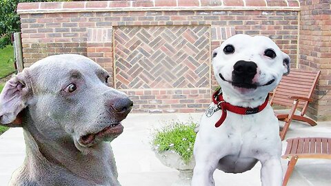 Dogs Making Funny Faces - Funny And Cute Dog Compilation