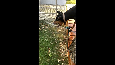 Doberman fights sprinkler