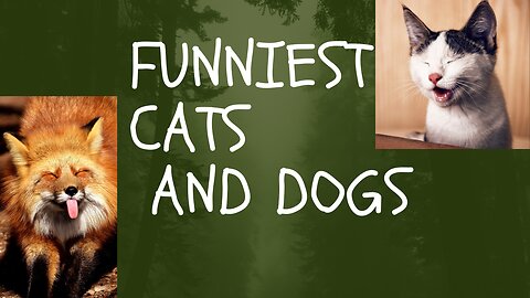 New Funny Animals 😂 Funniest Cats and Dogs Videos 😺🐶