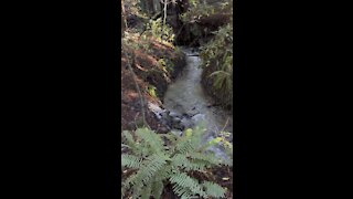 Redwood Creek Flowing