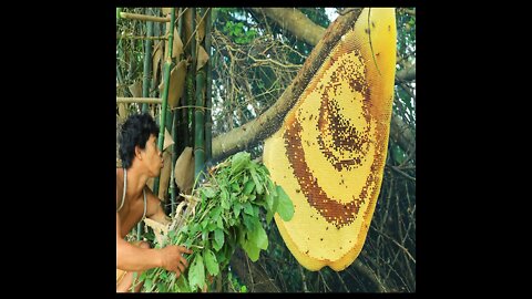 Survival In The Rainforest - Lucky to meet the big bee