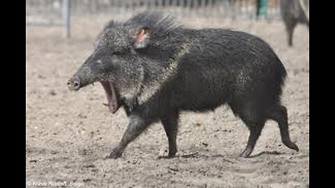 The Adventures of Greggary Peccary