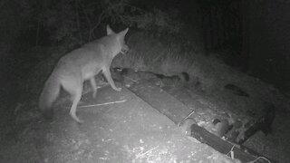 Coyote Intruder Alert