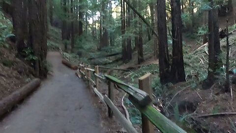 Redwood Hiking Timelapse
