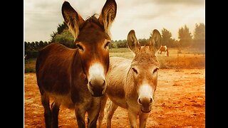 Jesus Rode in on TWO DONKEYS- WHY?