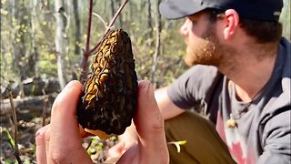 Hunting for MOREL MUSHROOMs in Manitoba, Canada (2022)