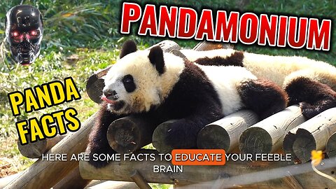 Superior AI teaches you about… Panda Pandemonium