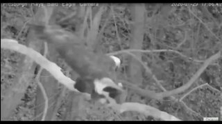 Hays Eagles mating 1 29 20