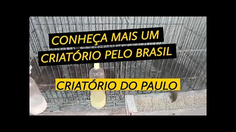 CONHEÇA O CRIATÓRIO DO PAULO