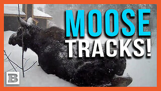 Moose Tracks! Moose Struggles Through Heavy Utah Snow