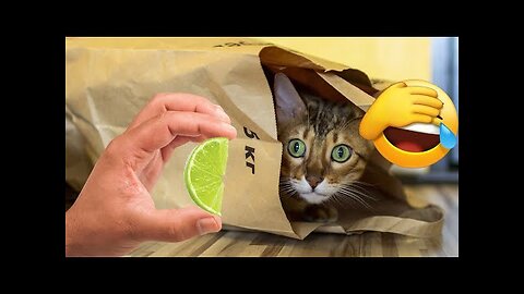 Funniest animals 2023 🐱In tiktok 😂 Funny and Fails Pets Video