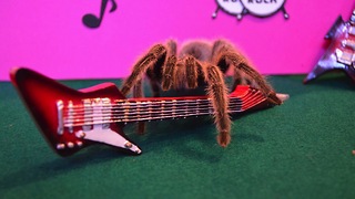 Insta Spider: ‘Cute' Tarantula Dresses Up For Tumblr