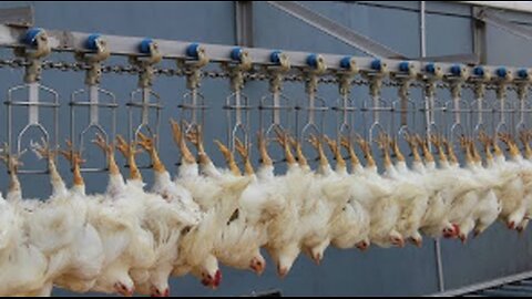 Chicken Hatchery Technology - Raising Broiler Farm - Modern Poultry Slaughter & Processing Plant