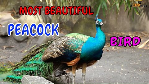 LIVE DICTIONARY - 4K Animal Footages ~ PEACOCK | CON CÔNG | PAON | PFAU | PAVO REAL | n39 vlog