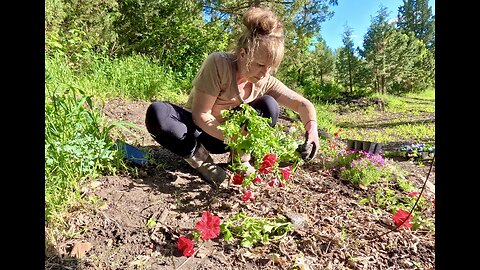 ADDING FLOWERS to the CAMPSITE | Planting an Arrangement to Resemble the AMERICAN 🇺🇸