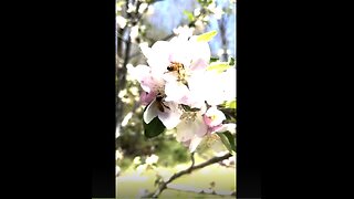 A Beautiful 'Short' of Honeybees at Work in the Apple Orchard~