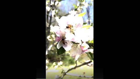 A Beautiful 'Short' of Honeybees at Work in the Apple Orchard~