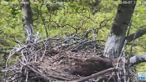 Hays Eagles nest has Baltimore Oriole visitor 2020 05 07 1513