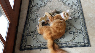 Jack the Cat wrestles with Squirrel Stuffie