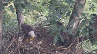 Hays Dad molts a feather and flys off 2021 06 21 8:12AM