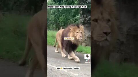 Insane Lion King Taking A Strange Walk #shorts #animals #wildlife #lion