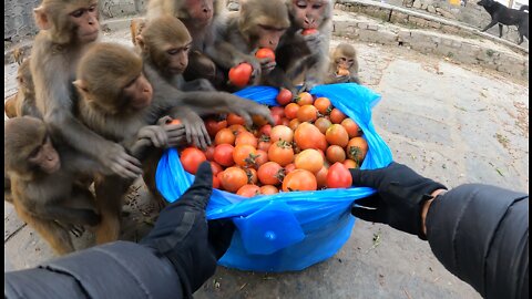 Amazing monkey video || monkey favourite food tomatoes || monkey like to eat tomato || monkey video